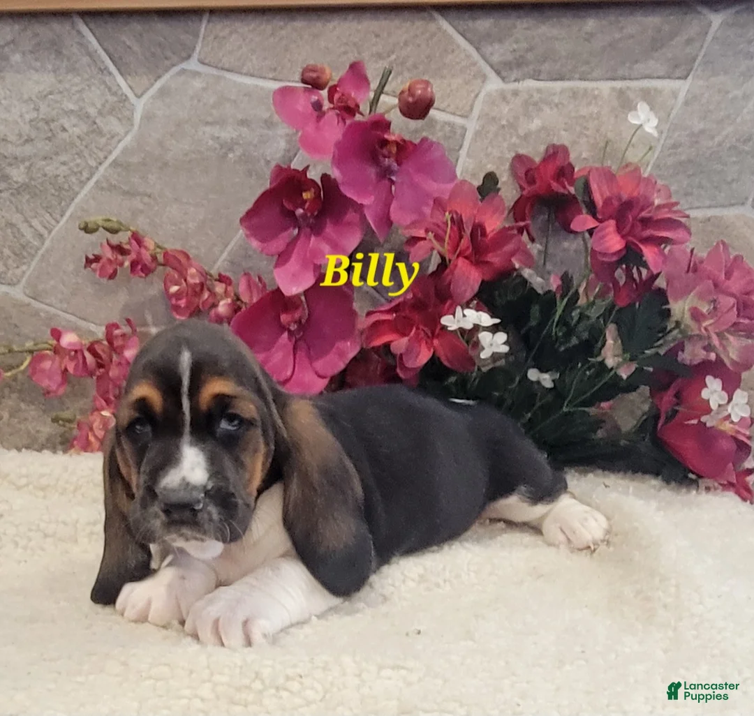 Basset Hound dogs for sale: Billy - Ad 2