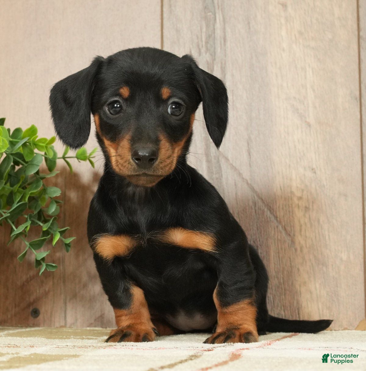Miniature Dachshund dogs Finley - Ad 3