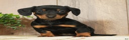 Miniature Dachshund dogs for sale: Finley - Ad 1