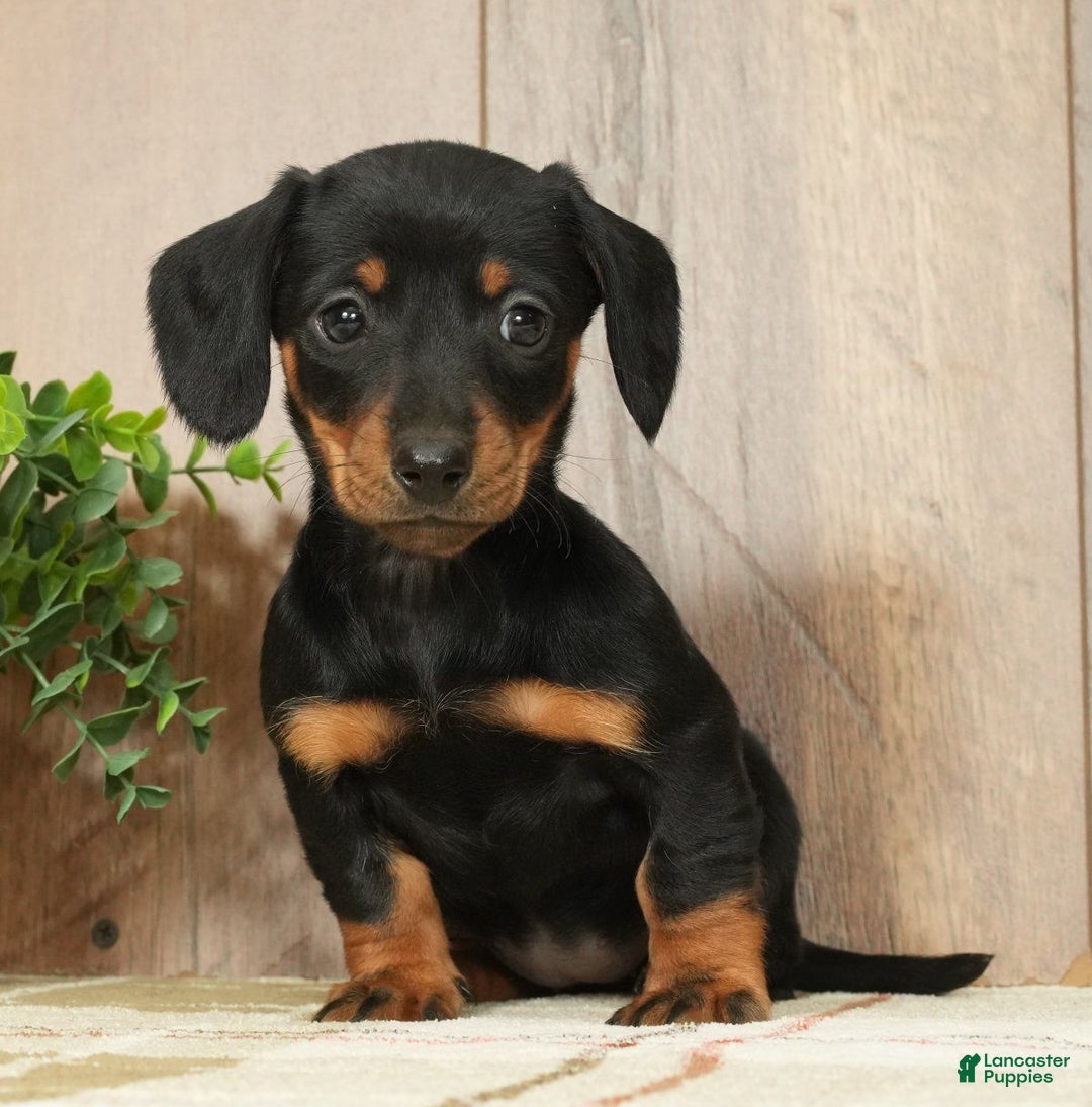 Miniature Dachshund dogs for sale: Finley - Ad 1