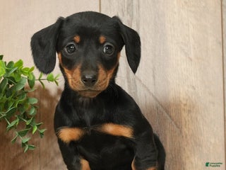 Miniature Dachshund dogs Finley - Ad 20