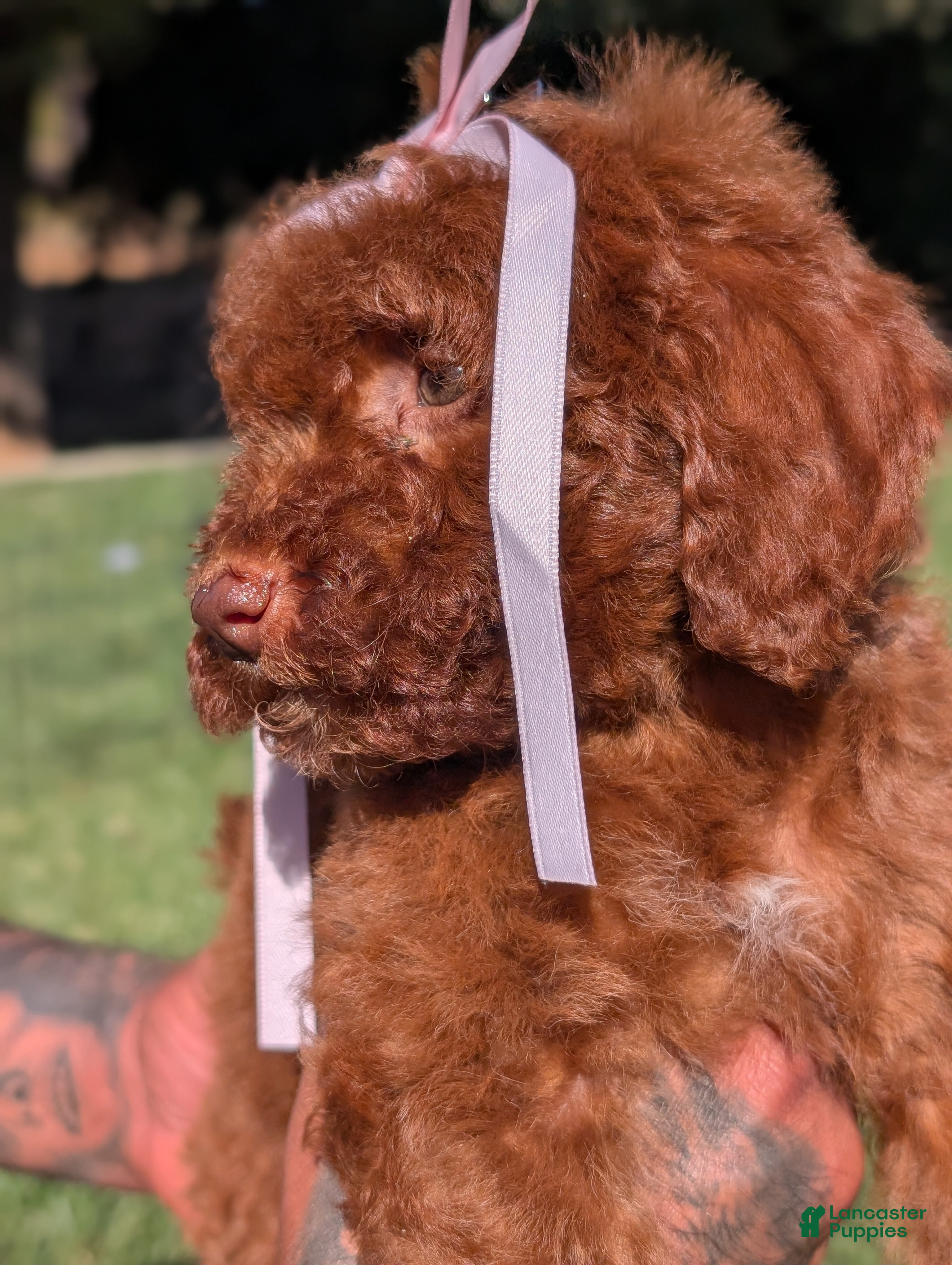 Mini Goldendoodle dogs for sale: CINNAMON  - Ad 2