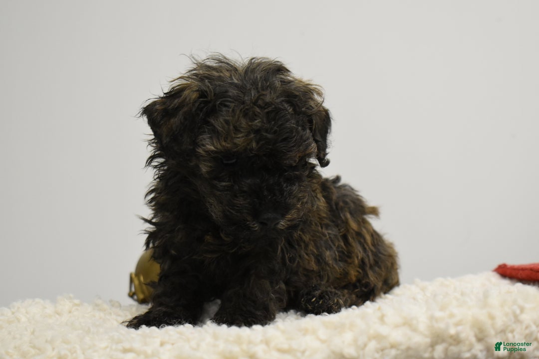 Toy Poodle dogs for sale: Brockton - Ad 6