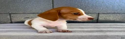 Miniature Dachshund dogs for sale: Dixie - Ad 3