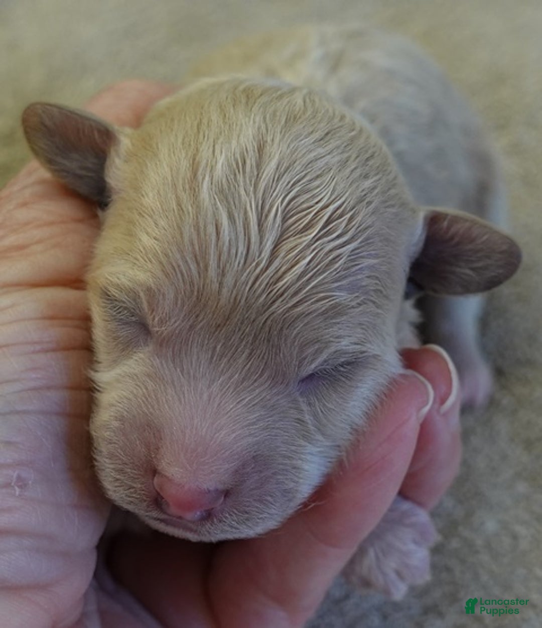 Toy Poodle dogs for sale: Ellie shimmering champagne - Ad 12