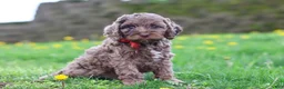 Cockapoo dogs for sale: Iggy - Ad 2