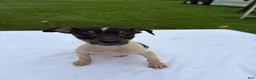 Rat Terrier dogs for sale: Rat Terrier 4 - Ad 4