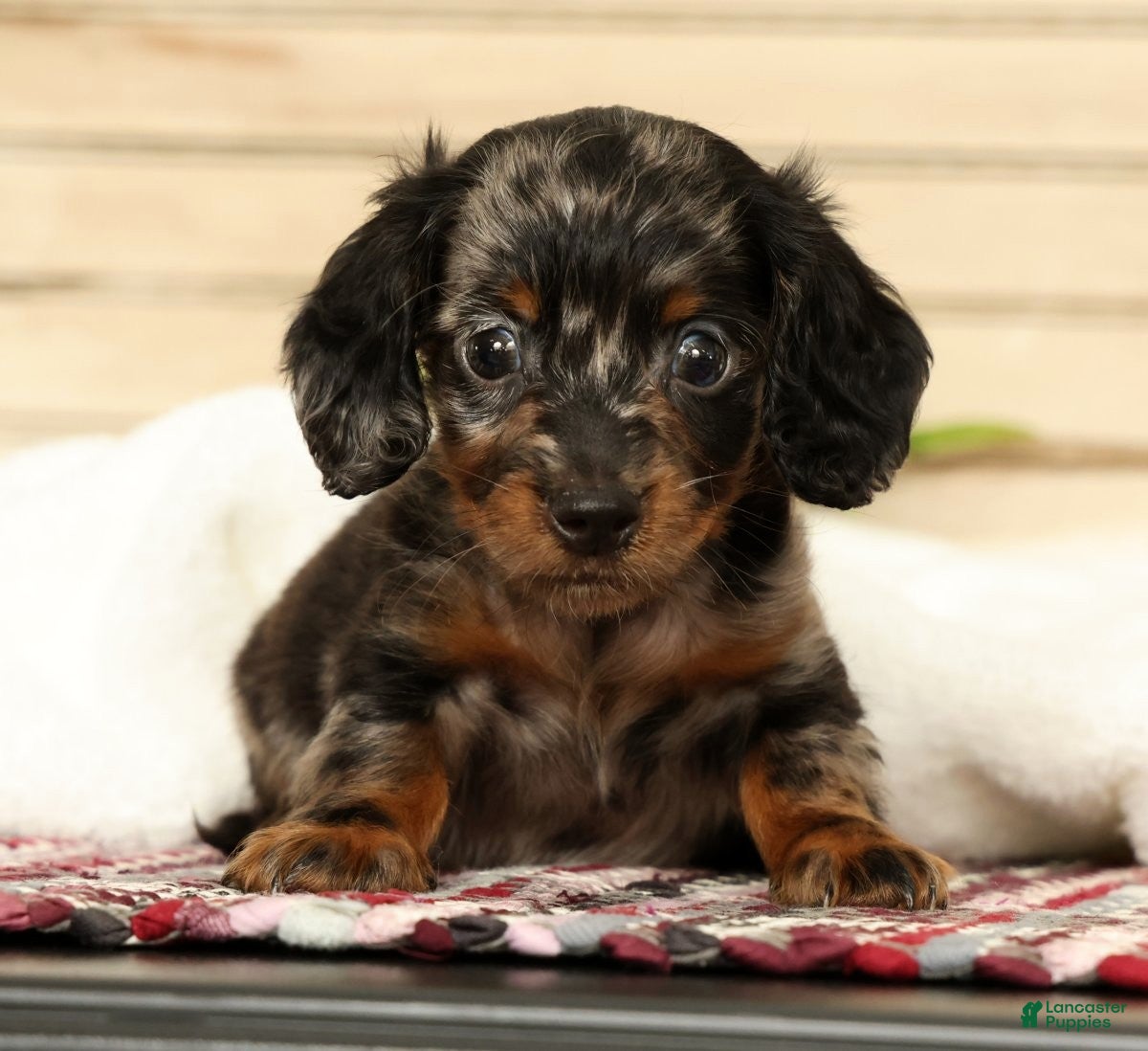 Miniature Dachshund dogs Milo - Ad 1