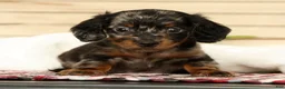 Miniature Dachshund dogs for sale: Milo - Ad 1