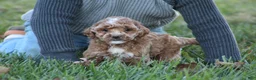 Bichpoo dogs for sale: Bailey - Ad 8