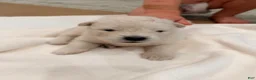 Samoyed dogs for sale: Lavender - Ad 5
