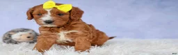 Cavapoo dogs for sale: Milo 💙🦴 - Ad 8
