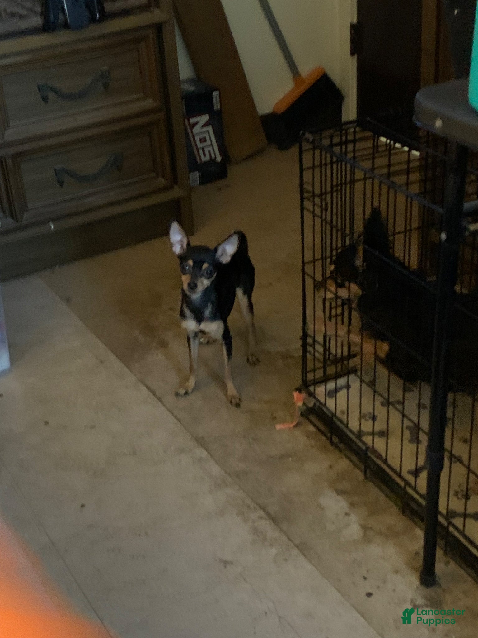 Chihuahua dogs Chihuahua Puppy 1 - Ad 11