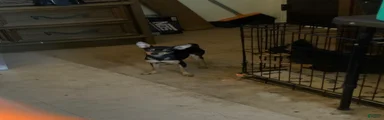 Chihuahua Puppy 1