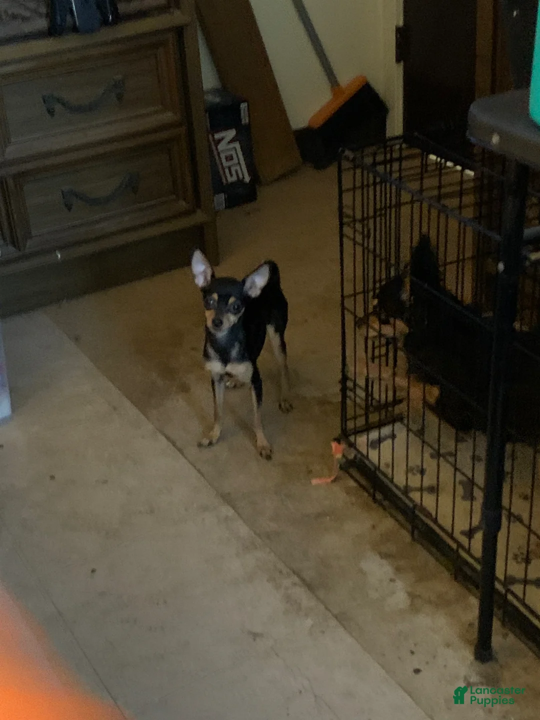 Chihuahua dogs for sale: Chihuahua Puppy 1 - Ad 1