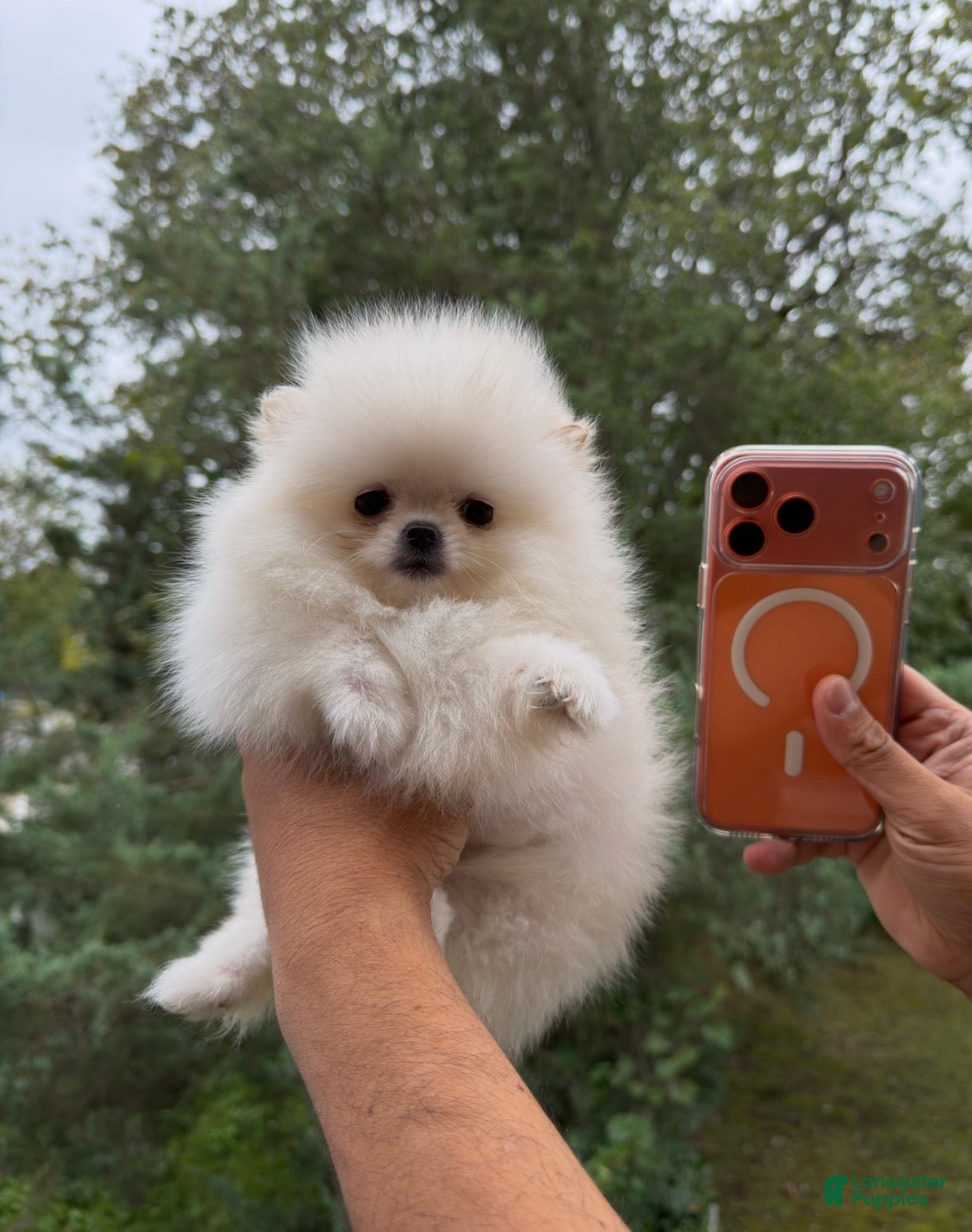 Pomeranian dogs for sale: Teacup Pomeranian korean bloodline 1 - Ad 1