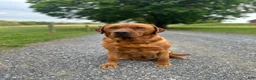 Mixed Breed dogs for sale: Button - Ad 4