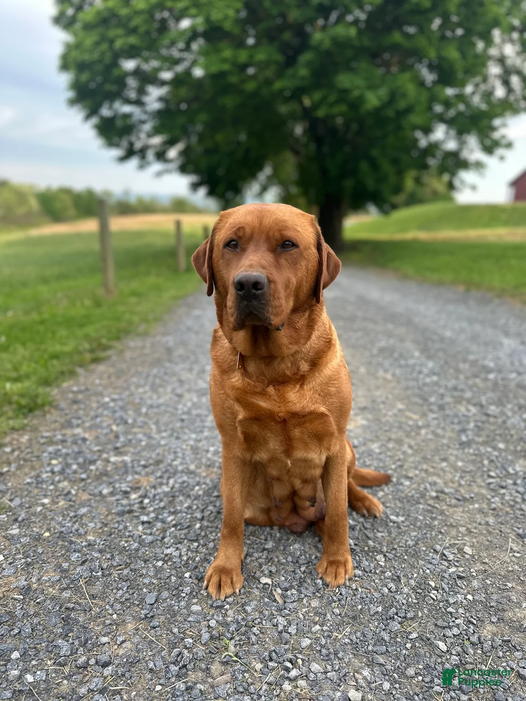 Mixed Breed dogs for sale: Button - Ad 4