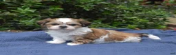 Shih Tzu dogs for sale: Cherry - Ad 3