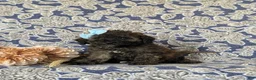 Toy Poodle dogs for sale: Tricia - Ad 3