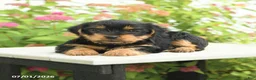 Yorkshire Terrier dogs for sale: Violet - Ad 3