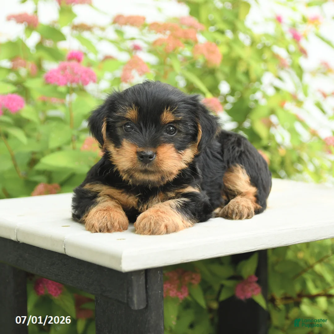 Yorkshire Terrier dogs for sale: Violet - Ad 3