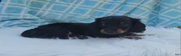 Miniature Dachshund dogs for sale: Vander - Ad 38