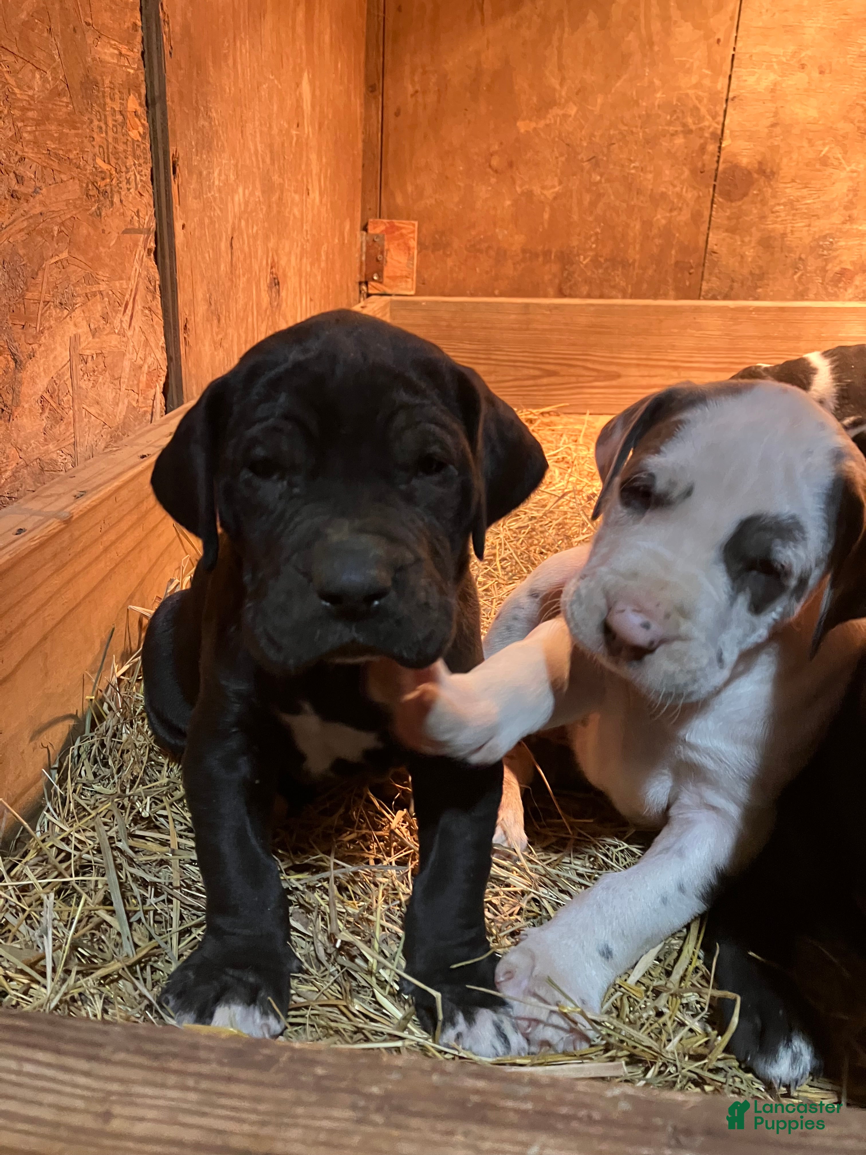 Great Dane dogs Midnight - Ad 9