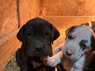Great Dane dogs Midnight - Ad 25