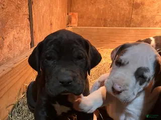 Great Dane dogs Midnight - Ad 28