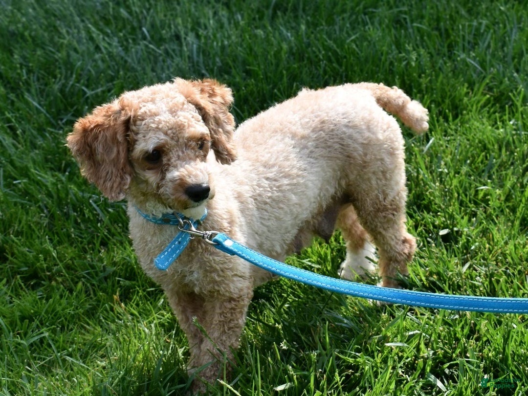 Toy Poodle dogs for sale: Murphy  - Ad 9