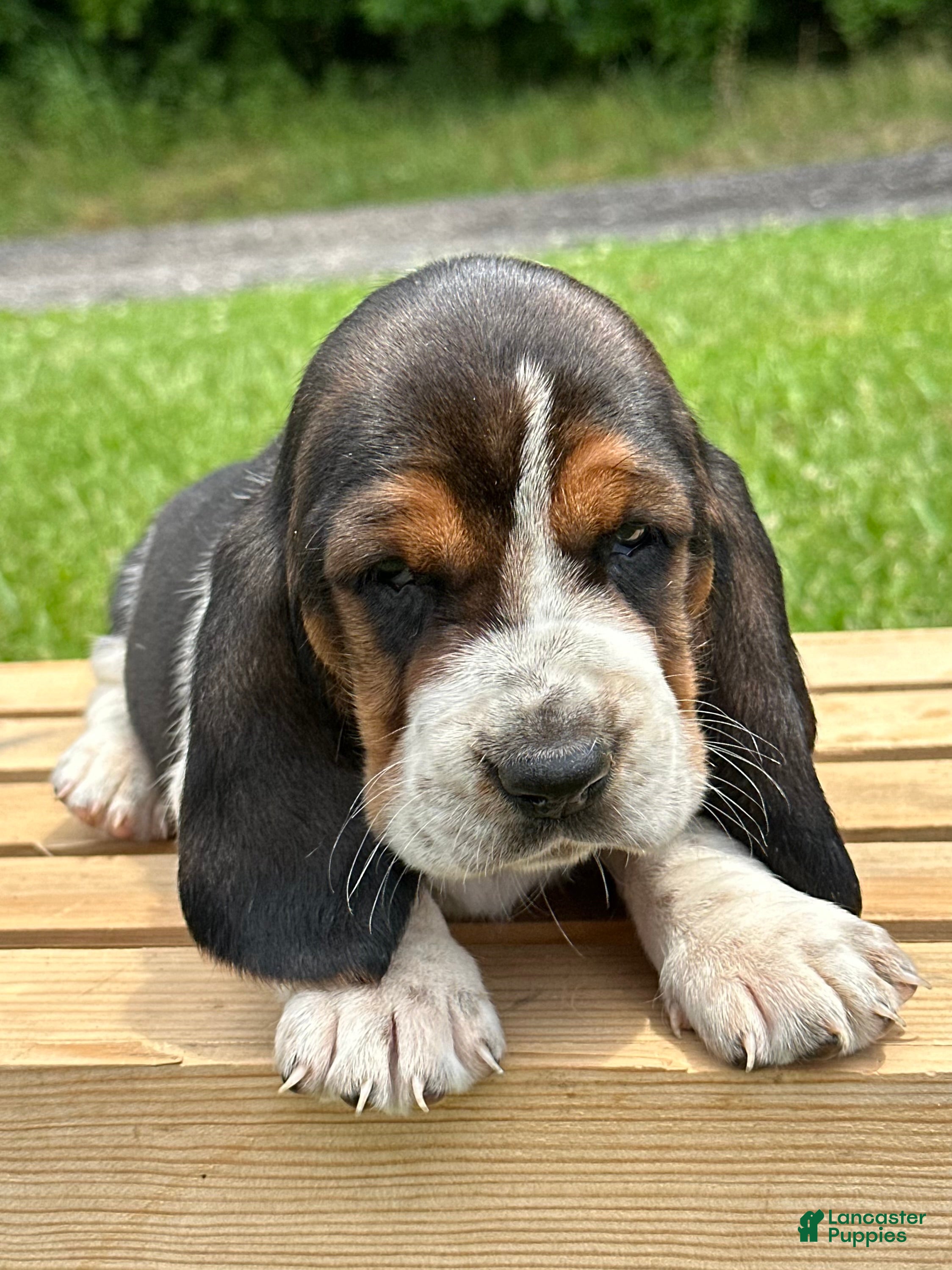 Basset Hound dogs Annabelle - Ad 2