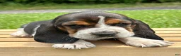 Basset Hound dogs for sale: Annabelle - Ad 2
