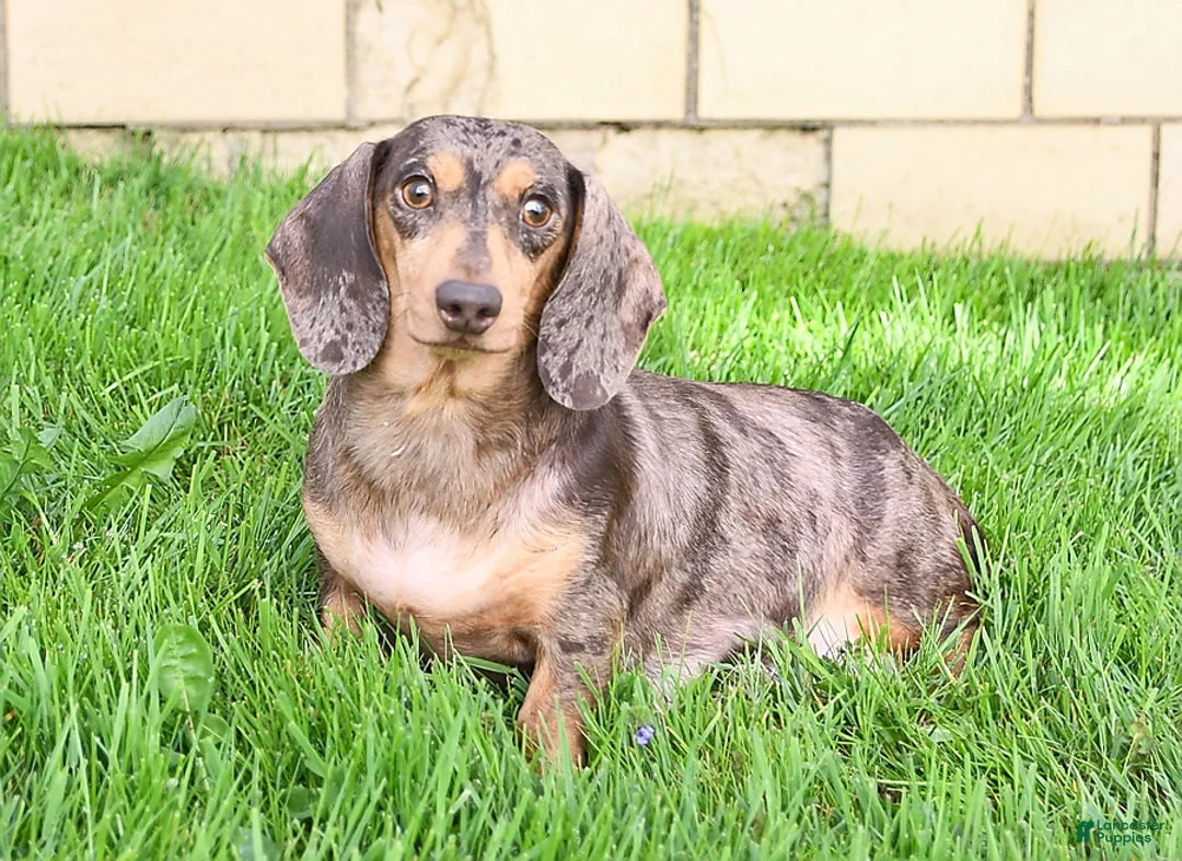 Miniature Dachshund dogs for sale: Walter - Ad 6
