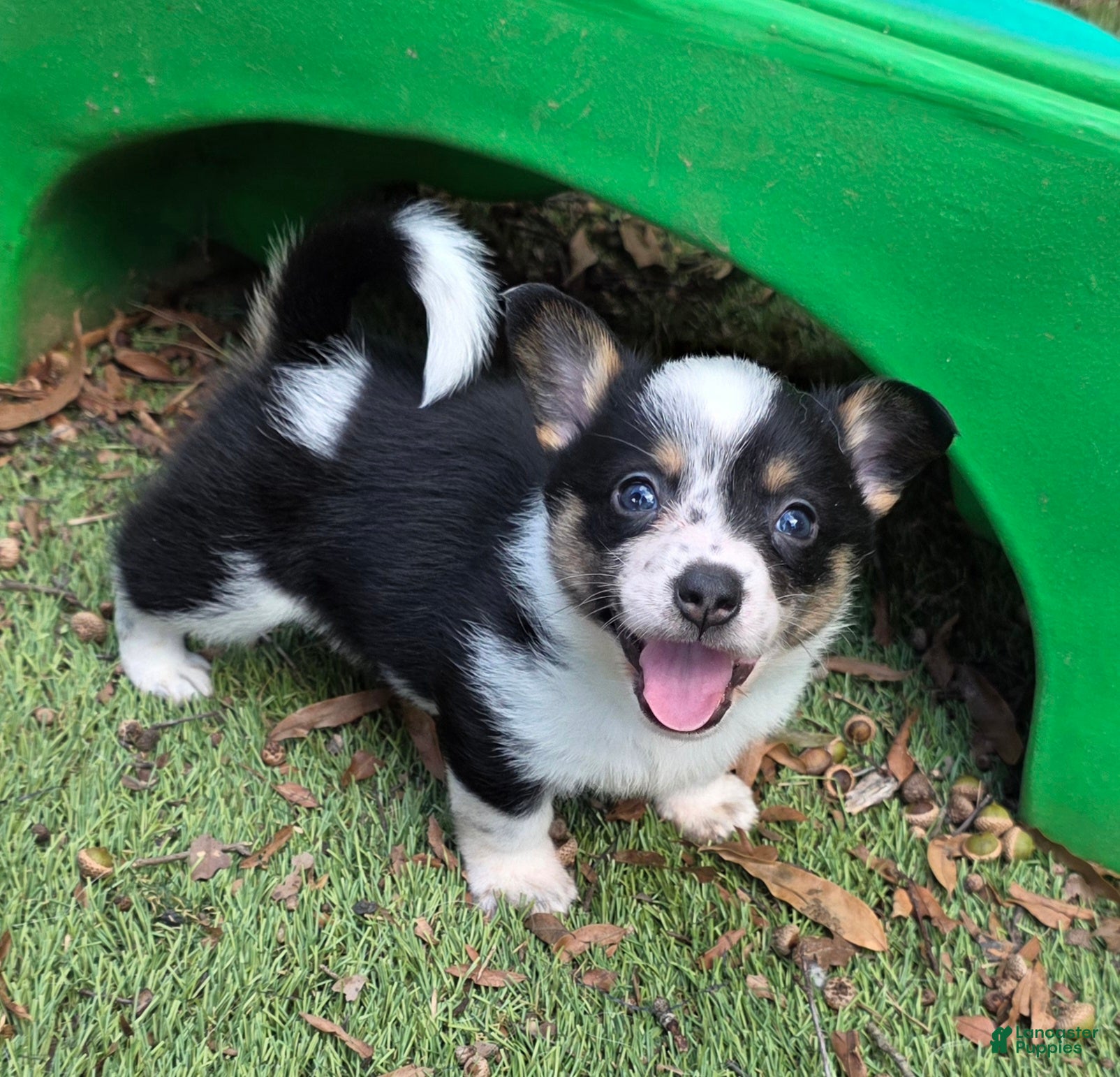 Mixed Breed dogs Zoey (mini cowboy corgi) - Ad 1
