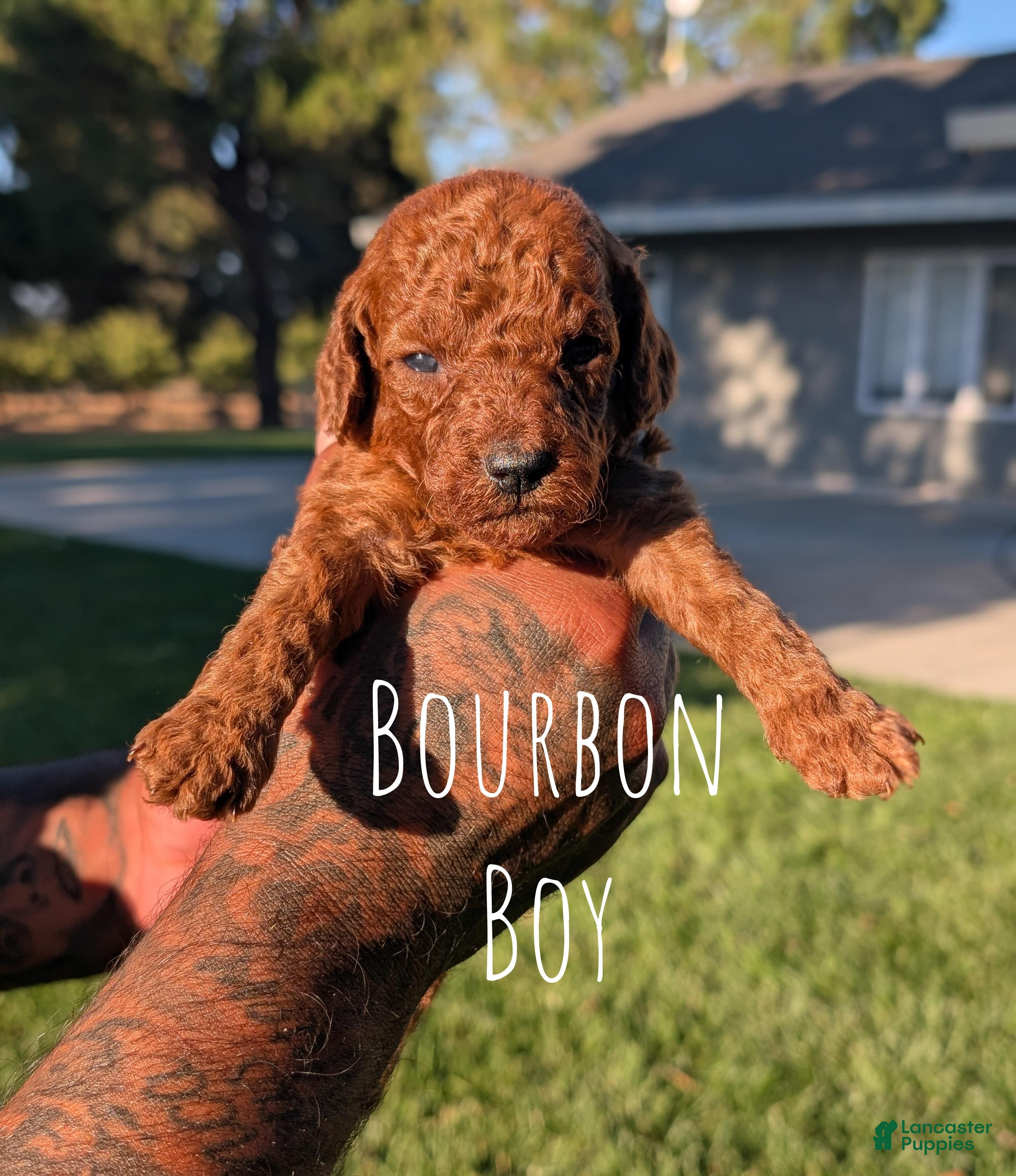 Mini Goldendoodle dogs BOURBON  - Ad 1