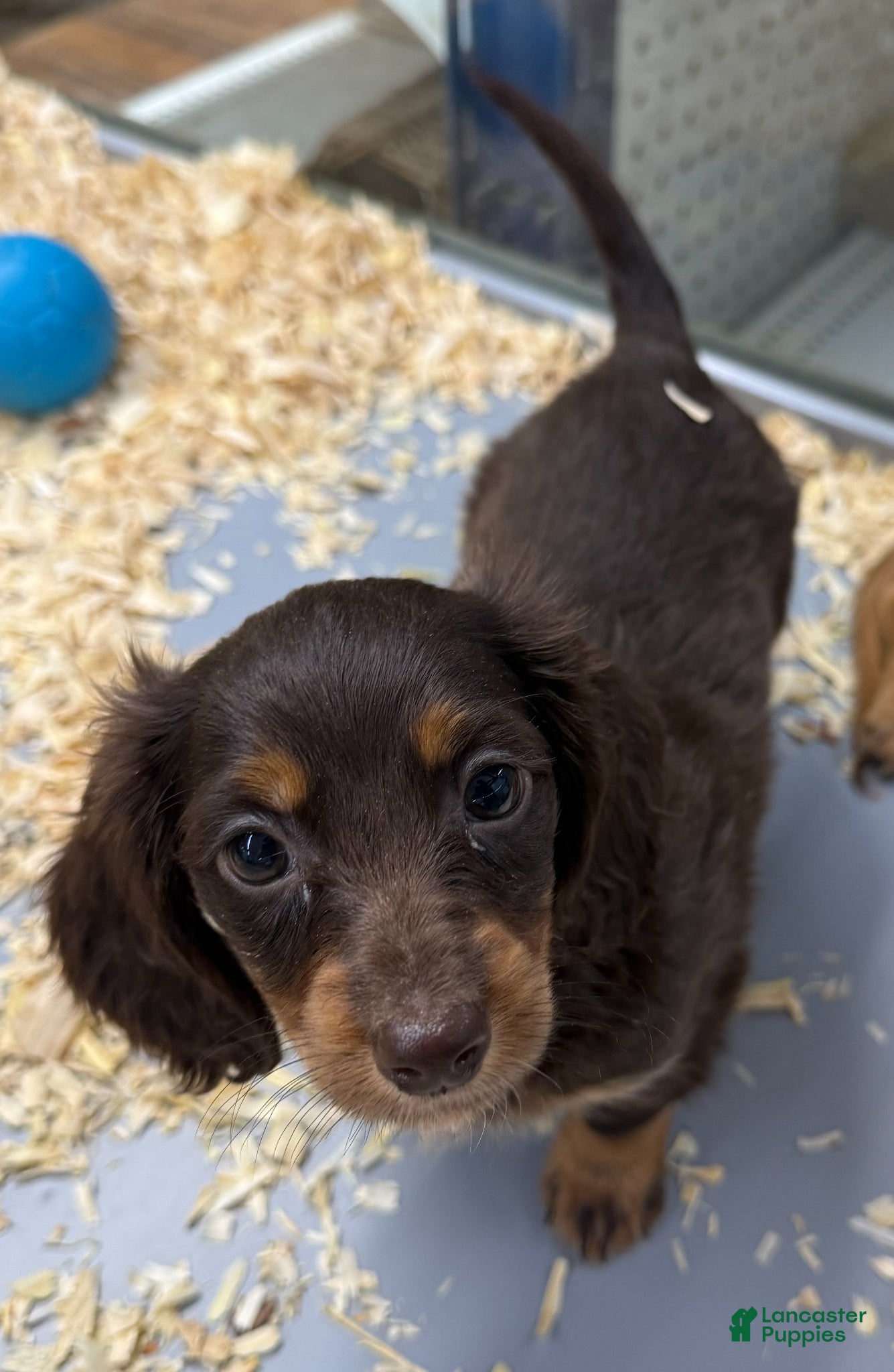Dachshund dogs Dachshund Puppy 1 - Ad 30