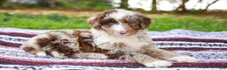 Aussiedoodle dogs for sale: Ginger Standard - Ad 6