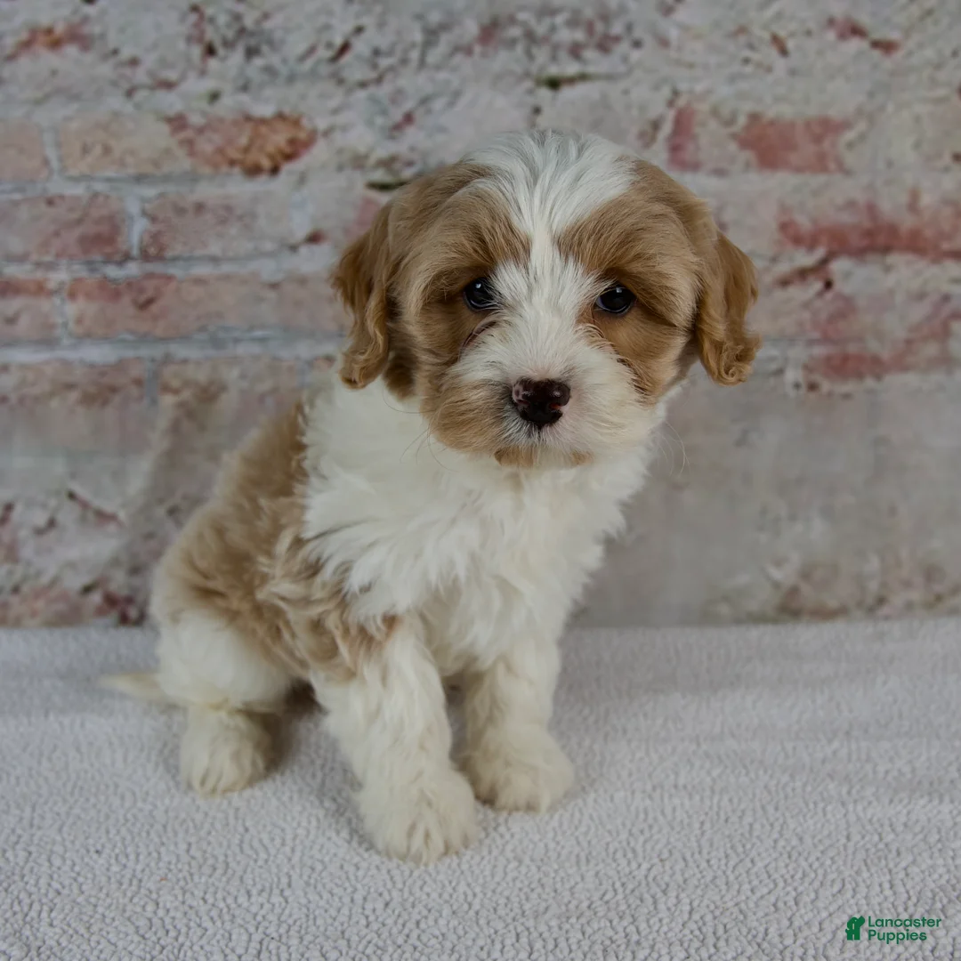 Cavapoo dogs for sale: Cruz - Ad 6