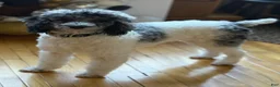 Miniature Poodle dogs for sale: Cash - Ad 3