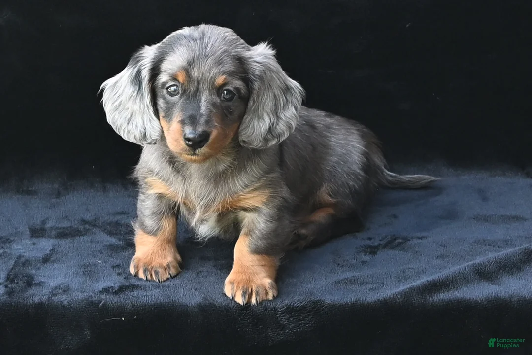 Miniature Dachshund dogs for sale: AKC Pearl - Ad 2