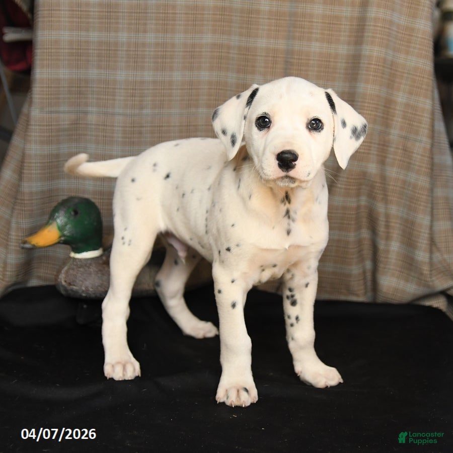 Dalmatian dogs Domino - Ad 2