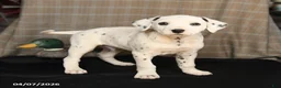 Dalmatian dogs for sale: Domino - Ad 2