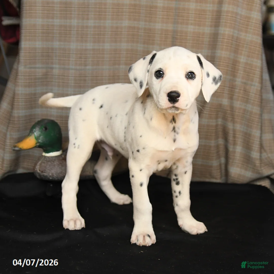 Dalmatian dogs for sale: Domino - Ad 2