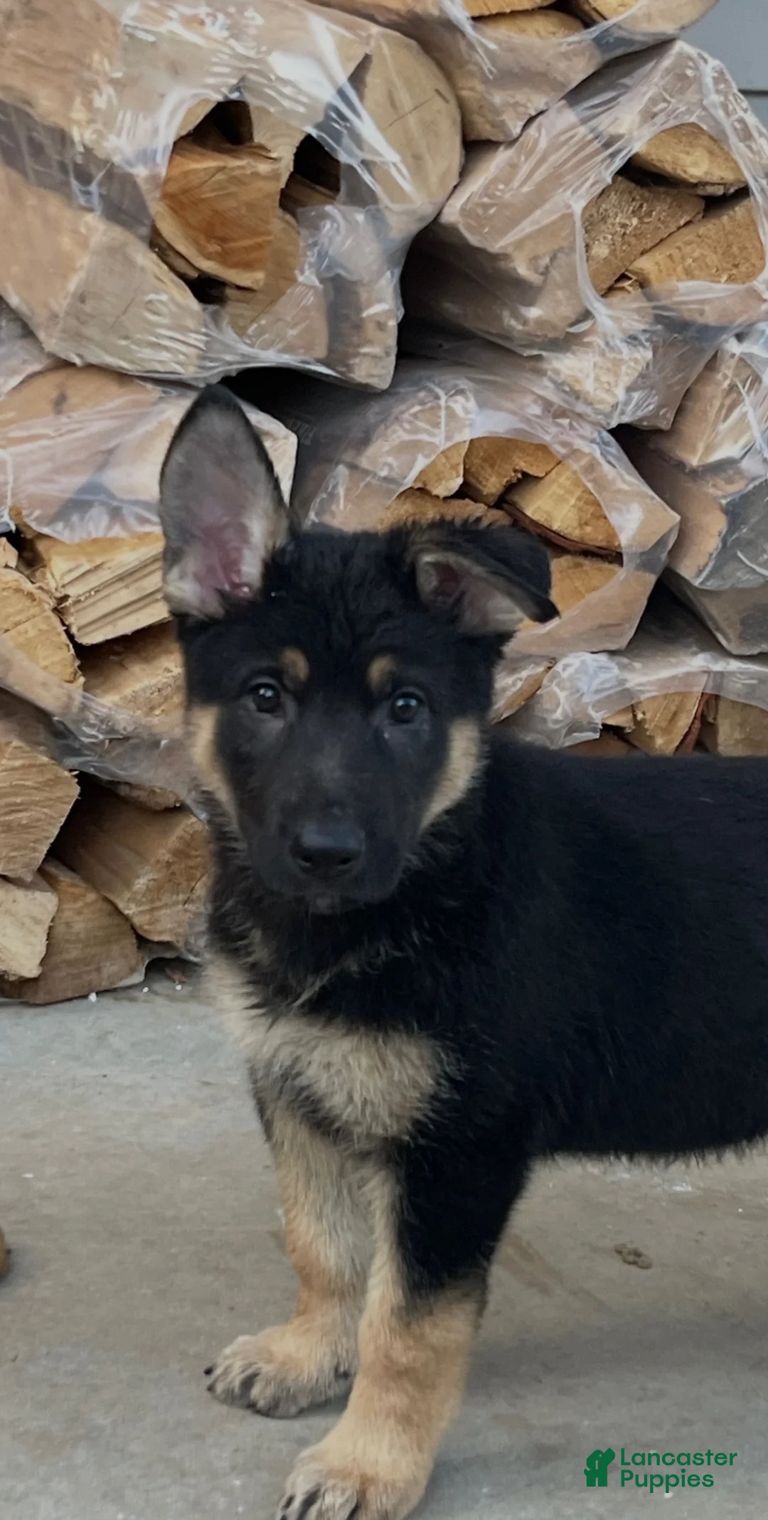 German Shepherd dogs for sale: German Shepherd Puppy 6 - Ad 1