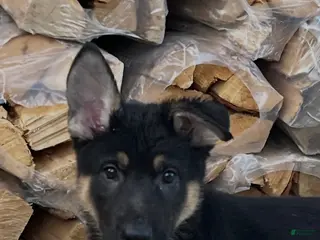 German Shepherd dogs German Shepherd Puppy 6 - Ad 29