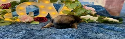 Cane Corso dogs for sale: Grace - Ad 5