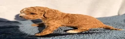 Cavapoo dogs for sale: Benny - Ad 4