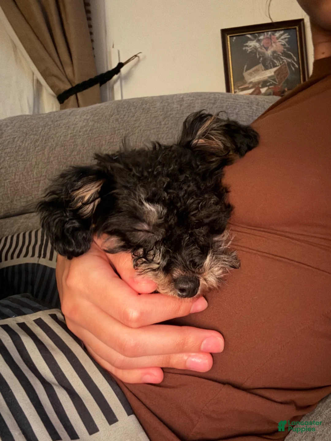 Toy Poodle dogs for sale: Stormie - Ad 2