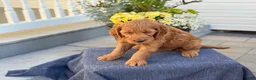 Goldendoodle dogs for sale: Tasha - Ad 8